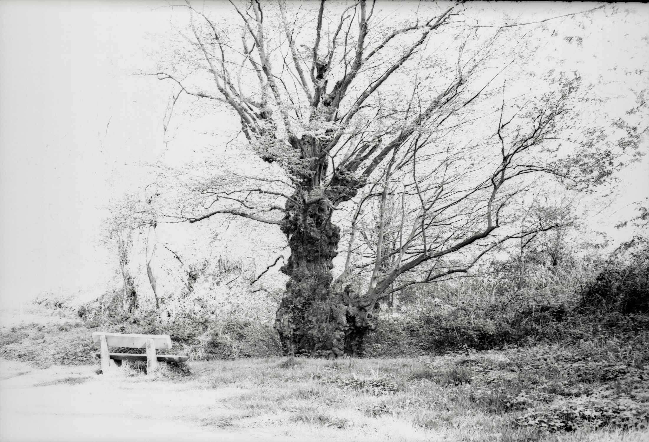 M6 Elmar135 technicalPan 29